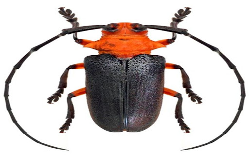 beetle wallpaper  from Chrome web store to be run with OffiDocs Chromium online