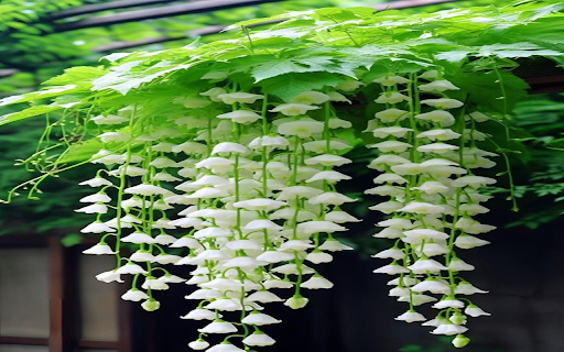 begonia flower wallpaper white  from Chrome web store to be run with OffiDocs Chromium online