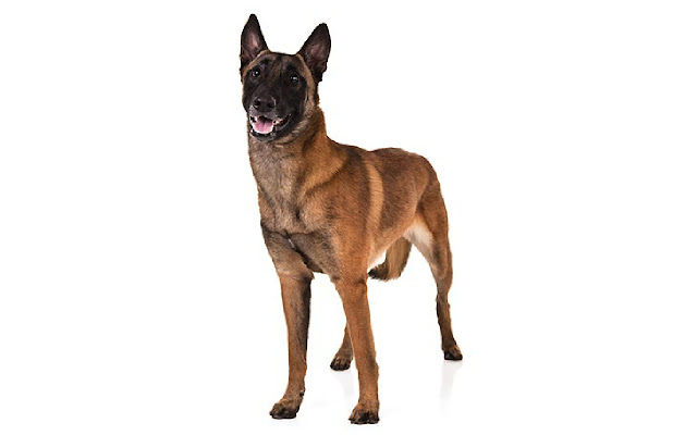 belgian malinois  from Chrome web store to be run with OffiDocs Chromium online