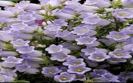 bell flower wallpaper  from Chrome web store to be run with OffiDocs Chromium online