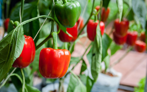 Bell pepper Tree  from Chrome web store to be run with OffiDocs Chromium online