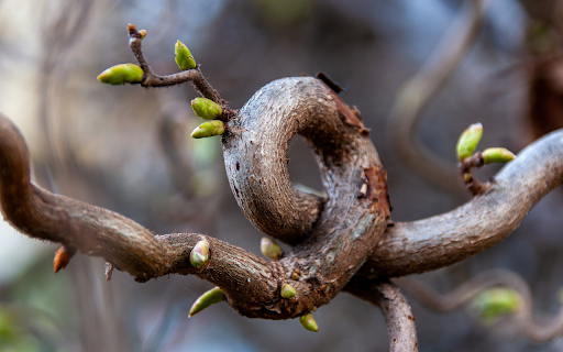 Bending tree  from Chrome web store to be run with OffiDocs Chromium online