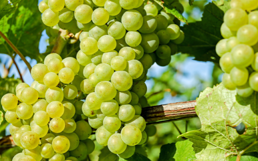 Berry Bunch, Sunlit Green Delight  from Chrome web store to be run with OffiDocs Chromium online