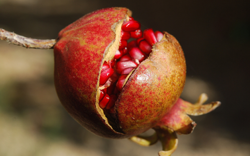 Berry Burst, Ruby Seeds Emerge  from Chrome web store to be run with OffiDocs Chromium online