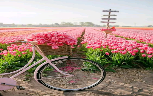 Bicycle in field of pink tulips wallpaper  from Chrome web store to be run with OffiDocs Chromium online
