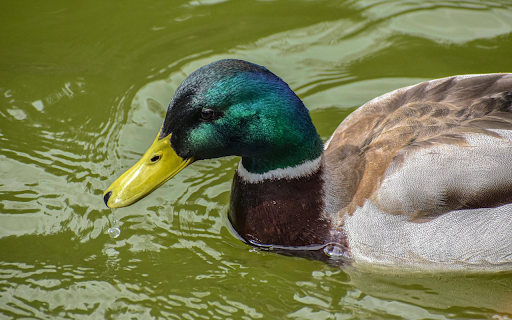 Big and beautiful duck  from Chrome web store to be run with OffiDocs Chromium online