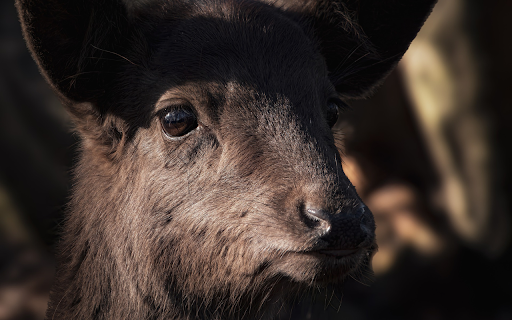 Big and strong goat  from Chrome web store to be run with OffiDocs Chromium online