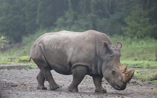 Big Beautiful Rhino  from Chrome web store to be run with OffiDocs Chromium online
