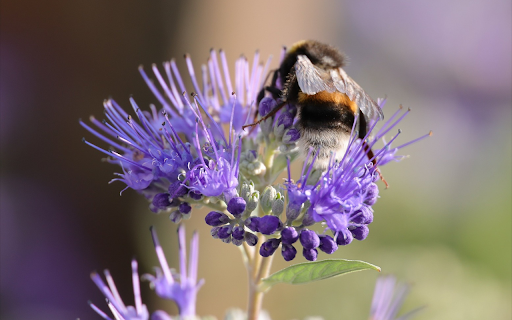 Big bee and purple flower  from Chrome web store to be run with OffiDocs Chromium online