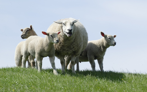 Big bellied sheep mother  from Chrome web store to be run with OffiDocs Chromium online