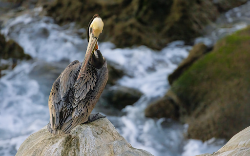 Big Bird by the Stream  from Chrome web store to be run with OffiDocs Chromium online