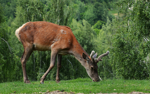 Big brown deer  from Chrome web store to be run with OffiDocs Chromium online