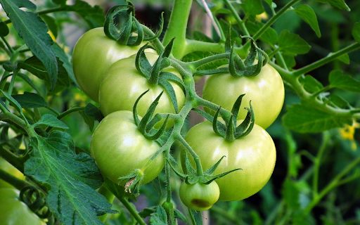 big bunch of green tomatoes  from Chrome web store to be run with OffiDocs Chromium online