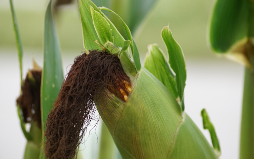Big corn and black beard  from Chrome web store to be run with OffiDocs Chromium online