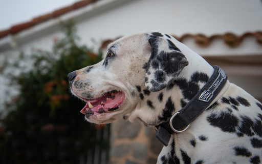 Big Dalmatian dog  from Chrome web store to be run with OffiDocs Chromium online