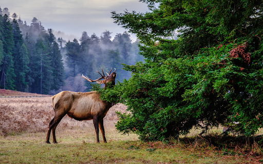 Big deer and horns  from Chrome web store to be run with OffiDocs Chromium online