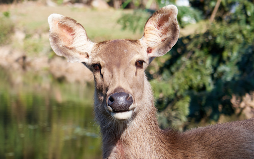 Big Eared Deer  from Chrome web store to be run with OffiDocs Chromium online