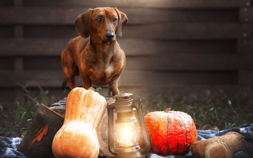 big eared dog  from Chrome web store to be run with OffiDocs Chromium online