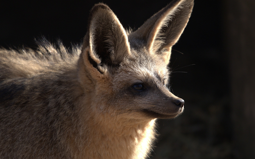Big Eared Fox  from Chrome web store to be run with OffiDocs Chromium online