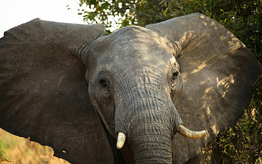 Big Ear Elephant  from Chrome web store to be run with OffiDocs Chromium online