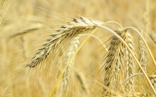 Big ears of wheat  from Chrome web store to be run with OffiDocs Chromium online