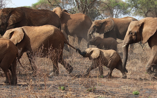 big elephant herd  from Chrome web store to be run with OffiDocs Chromium online