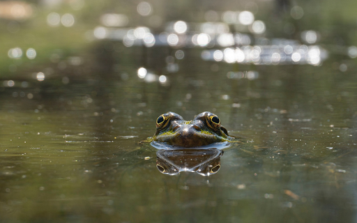 Big Eyed Frog  from Chrome web store to be run with OffiDocs Chromium online