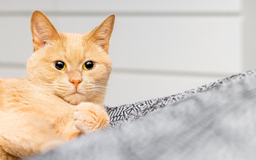 Big Eyed Golden Cat  from Chrome web store to be run with OffiDocs Chromium online
