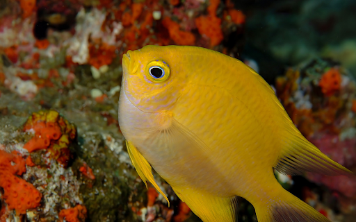 Big Eyed Goldfish  from Chrome web store to be run with OffiDocs Chromium online