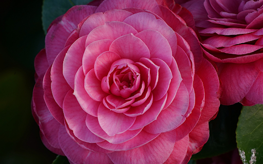 Big flower  from Chrome web store to be run with OffiDocs Chromium online