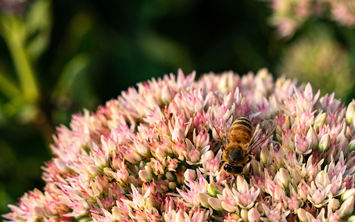 Big flower branch and bee  from Chrome web store to be run with OffiDocs Chromium online