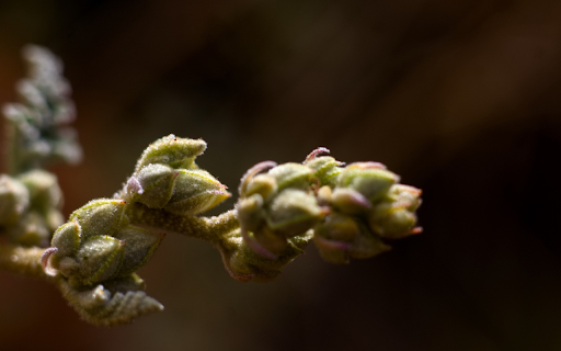 Big flower buds  from Chrome web store to be run with OffiDocs Chromium online