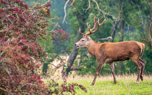 Big flower tree and big deer  from Chrome web store to be run with OffiDocs Chromium online