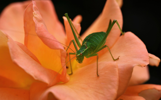 Big grasshopper on flower branch  from Chrome web store to be run with OffiDocs Chromium online