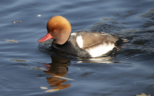 Big headed duck  from Chrome web store to be run with OffiDocs Chromium online