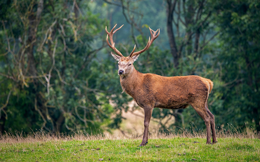 Big Horned Deer  from Chrome web store to be run with OffiDocs Chromium online
