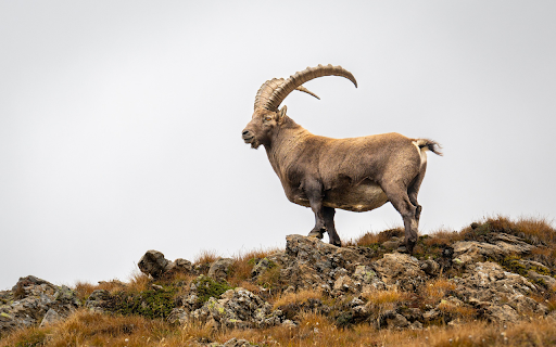 Big horned goat  from Chrome web store to be run with OffiDocs Chromium online