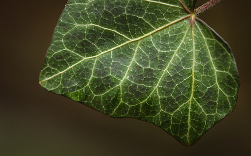 Big leaf  from Chrome web store to be run with OffiDocs Chromium online