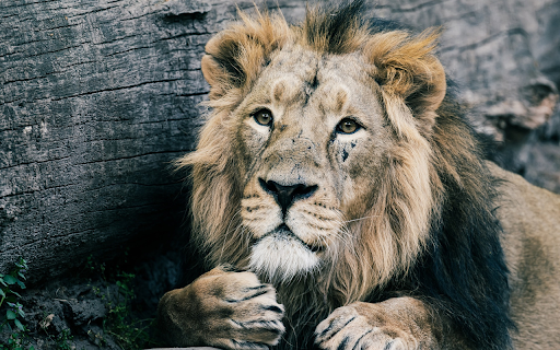 Big Lion  from Chrome web store to be run with OffiDocs Chromium online