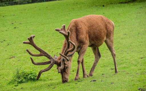 Big moose  from Chrome web store to be run with OffiDocs Chromium online