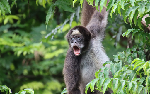 Big mouthed monkey  from Chrome web store to be run with OffiDocs Chromium online