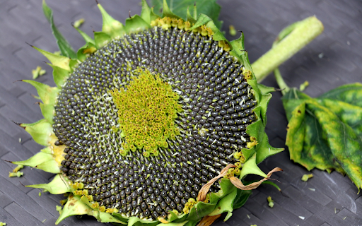 Big old sunflower stand  from Chrome web store to be run with OffiDocs Chromium online