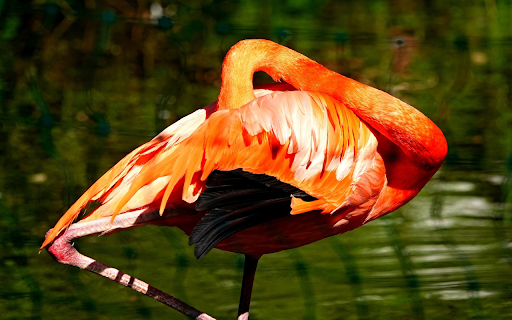 Big Orange Bird  from Chrome web store to be run with OffiDocs Chromium online