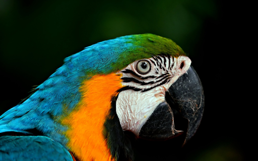 Big parrot  from Chrome web store to be run with OffiDocs Chromium online