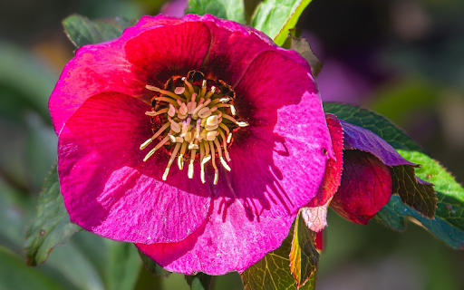 Big purple pink petal flower  from Chrome web store to be run with OffiDocs Chromium online