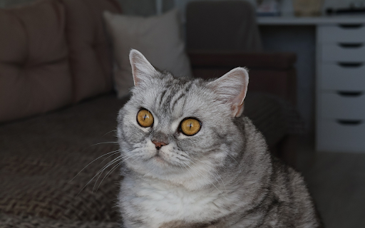 Big Round Eyed Cat  from Chrome web store to be run with OffiDocs Chromium online