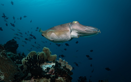 Big round squid fish  from Chrome web store to be run with OffiDocs Chromium online