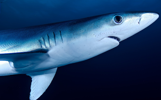 Big shark  from Chrome web store to be run with OffiDocs Chromium online