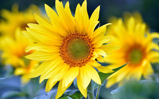 Big sunflower  from Chrome web store to be run with OffiDocs Chromium online