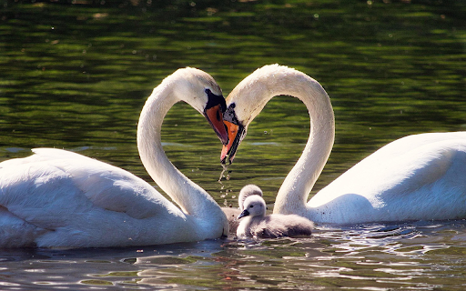 Big swan family  from Chrome web store to be run with OffiDocs Chromium online